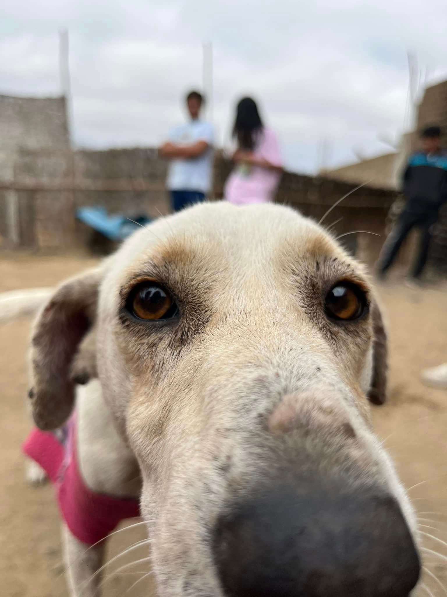 Perrito feliz en adopción