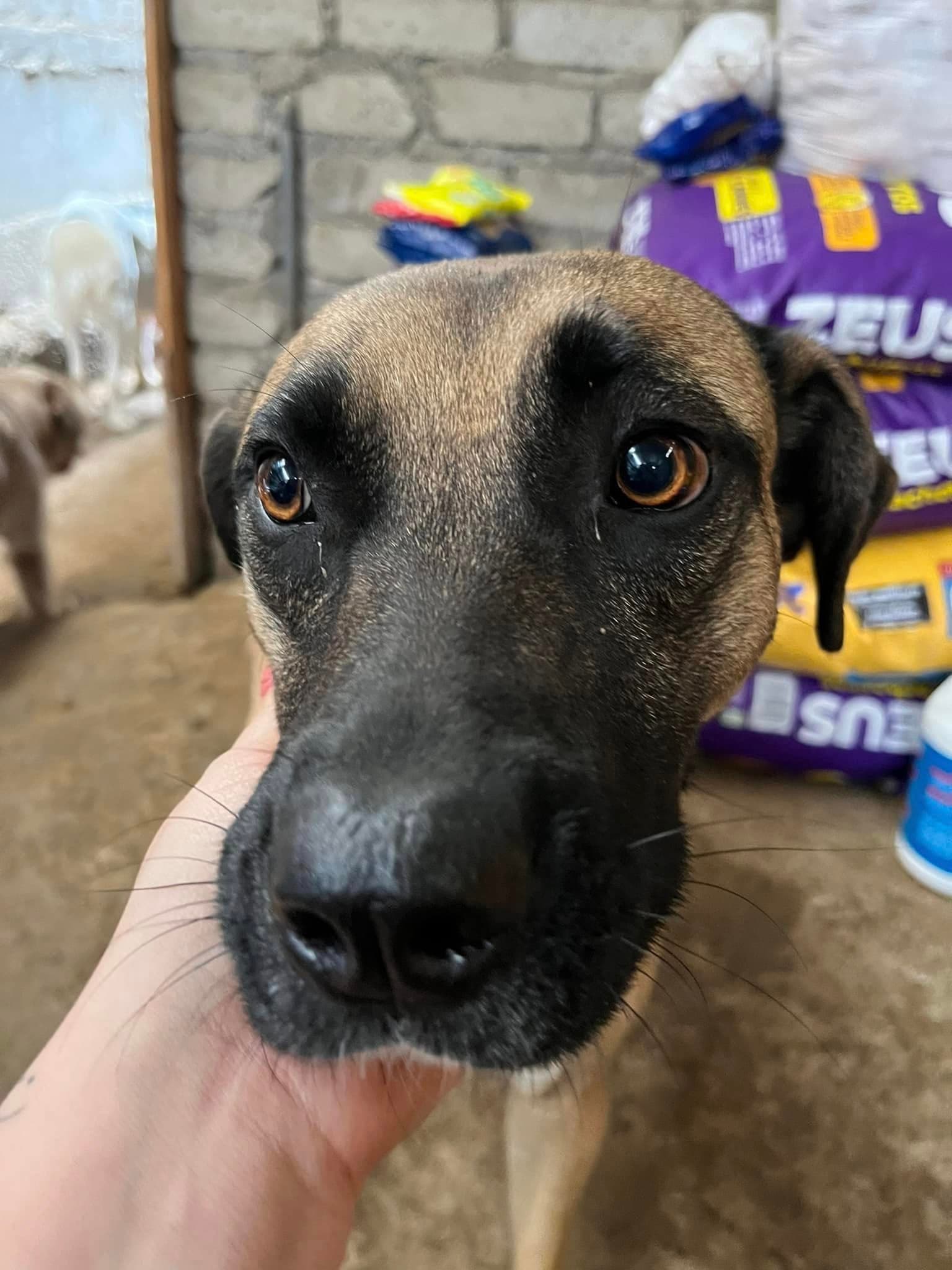 Perrito juguetón en adopción